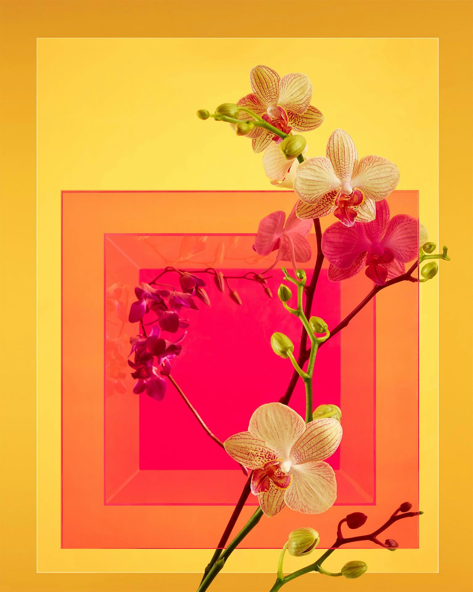 An orchid is displayed in front of a plexiglass set designed by Camille Boyer for Wired Magazine